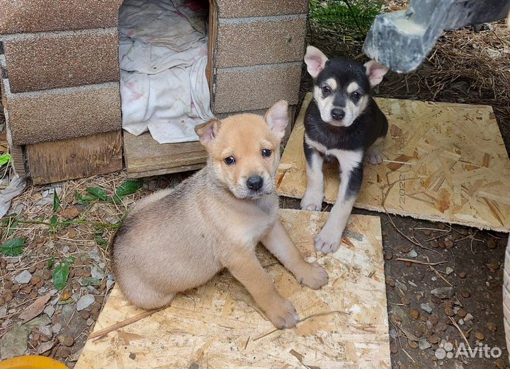 Собака щенки мелкой породы