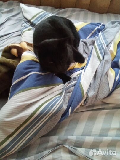 Отдаём кота