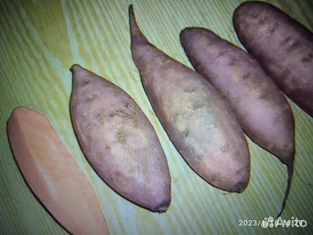 Рассада батат купить в Нижнем Новгороде | Товары для дома и дачи | Авито