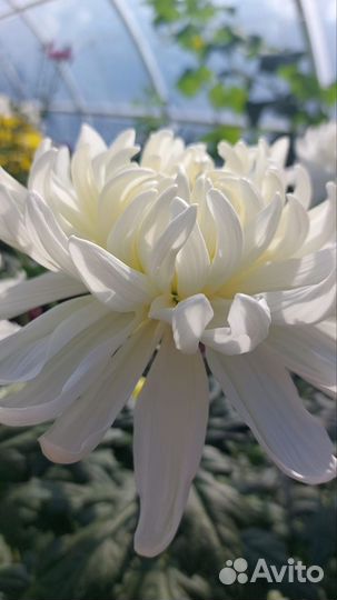 Хризантемы маточники