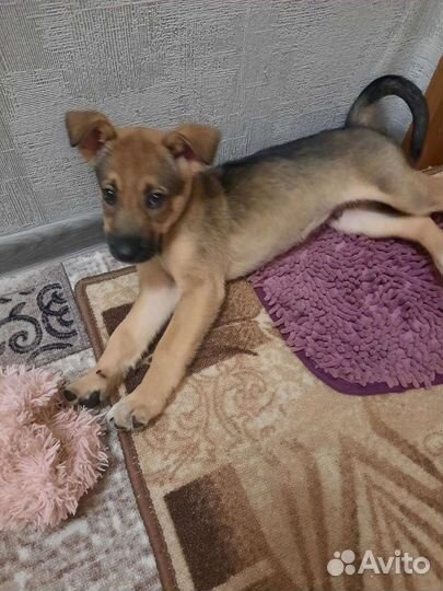 Собака в добрые руки щенок мальчик
