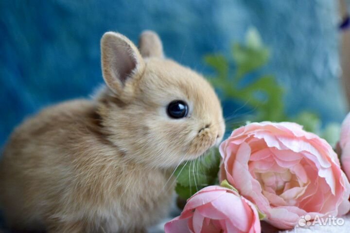 Ваш декоративный кролик
