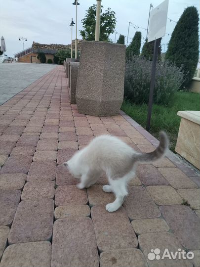 Отдам бесплатно