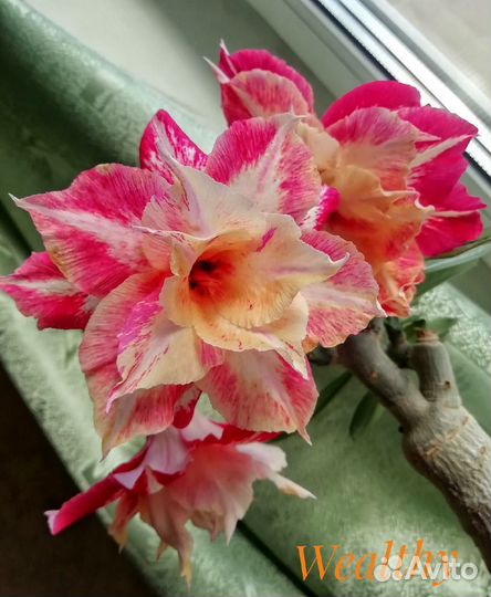 Адениум мульти прививка