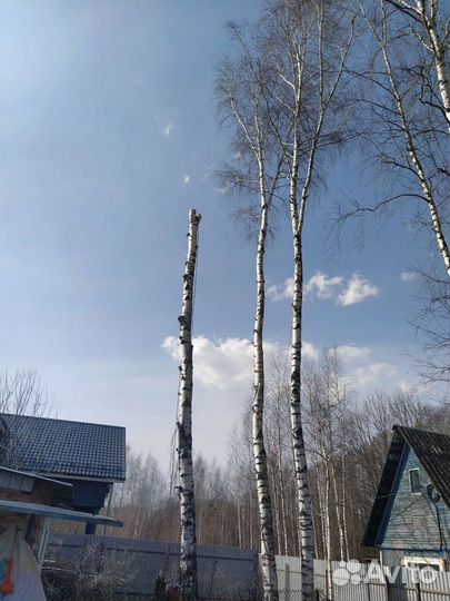 Опиловка деревьев