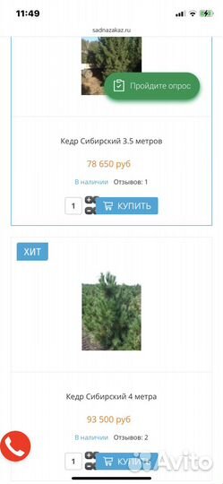 Саженцы сибирского кедра