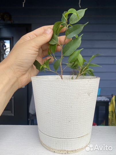 Фикус бенджамина