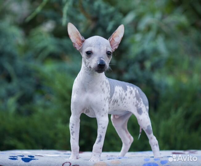 Ксолоитцкуинтли