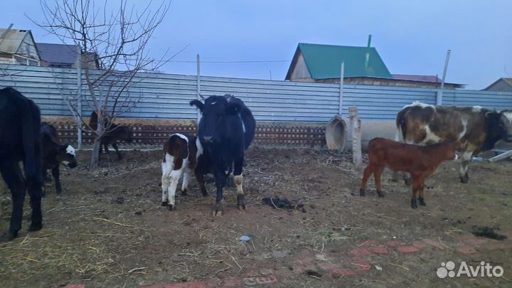 Коровы и телки