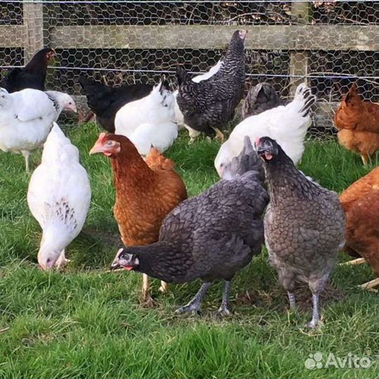 Куры молодки