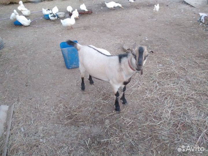 Козлик ламанча 6 мсяцев