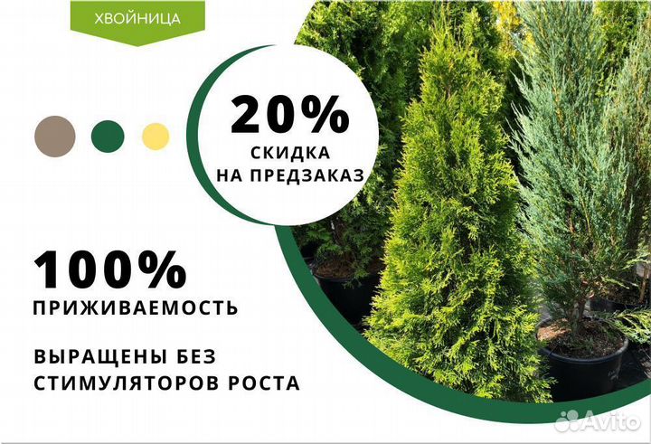Хвойница. 350 50 50 Деревья