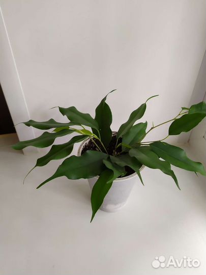 Фикус Бенджамина Даниэль