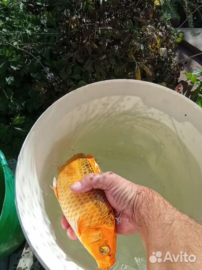 Аквариумные рыбы большие