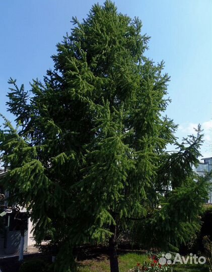 Лиственница Сибирская Семена 60 шт