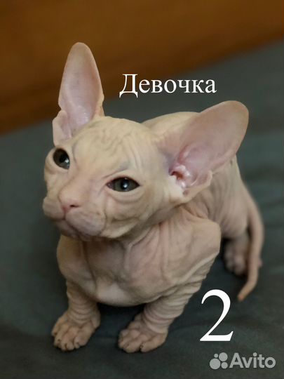 Донской сфинкс котята