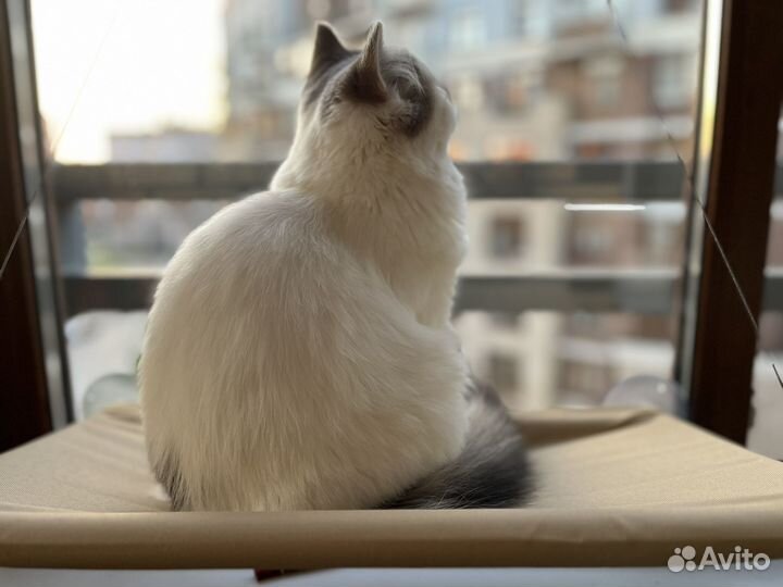 Шотландский кот для вязки