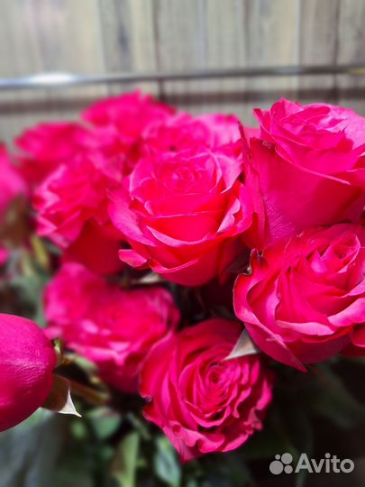 Розы Цветы Букеты с доставкой 21 33 51