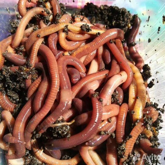 Черви для рыбалки Дендробена/Старатель