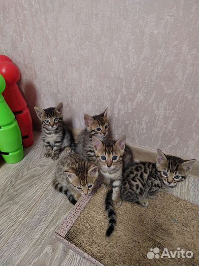 Бенгальские котята