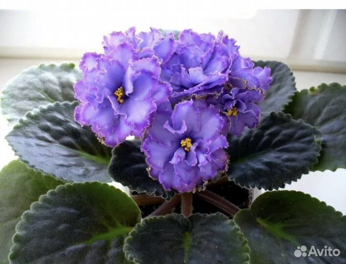 Детки сортовых фиалок