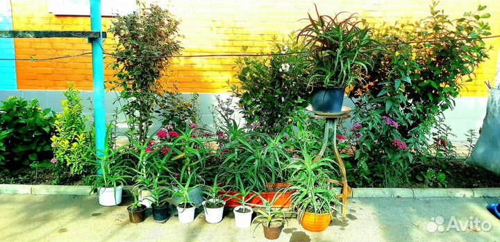 Алоэ Столетник