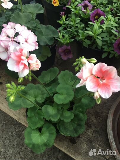 Герань пеларгония сортовая