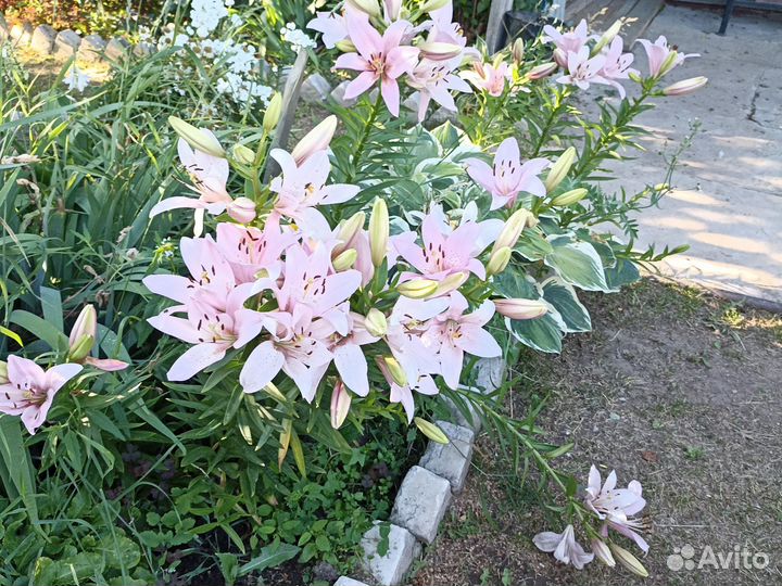 Лилия луковица