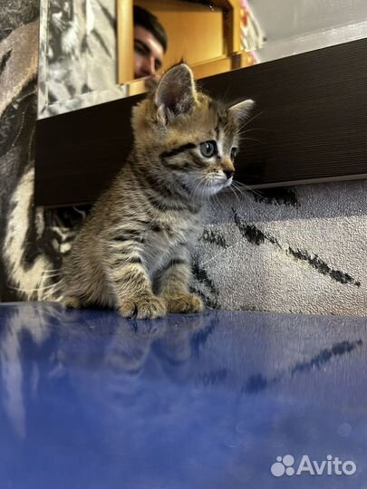 Шатланские котята