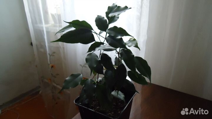 Продаю фикус Дэниельс