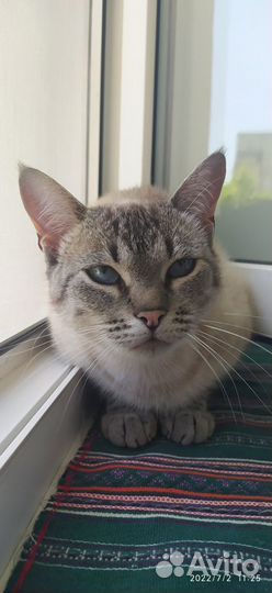 Тайская кошка в дар