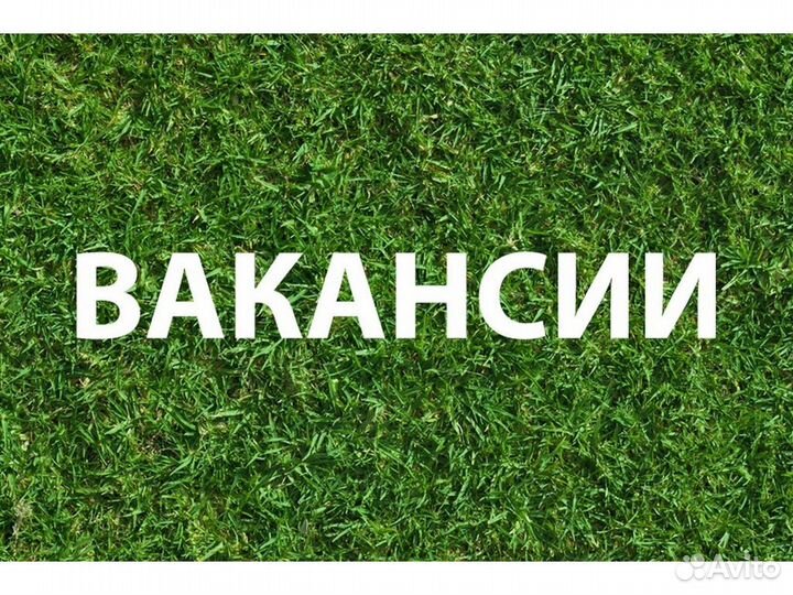 Помощник официанта Требуется Еженед. оплата /Супер