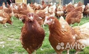 Куры несушки