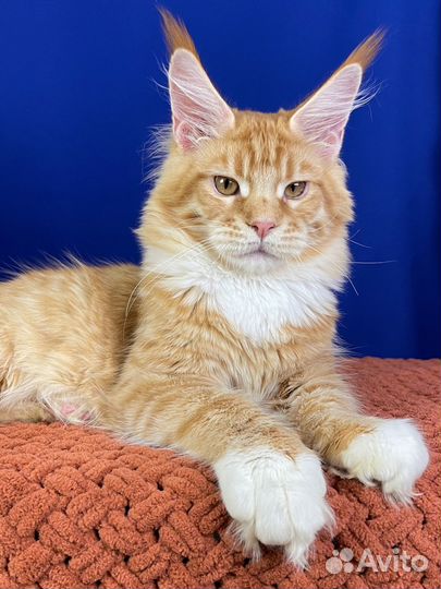 Мейн-кун рыжий