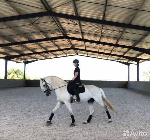 Берейтор, тренер (выездка, спортивный физиолог)