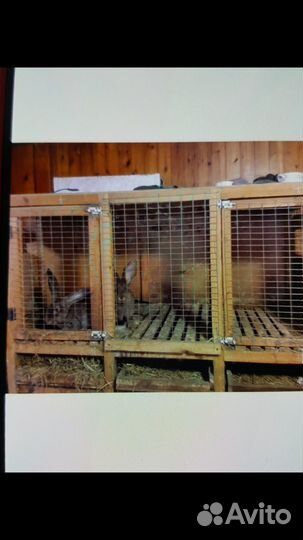 Клетки для кроликов бу