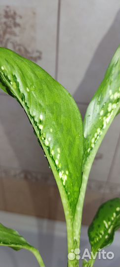 Аглаонема Сири Киншана, Диффенбахии Шкура дракона