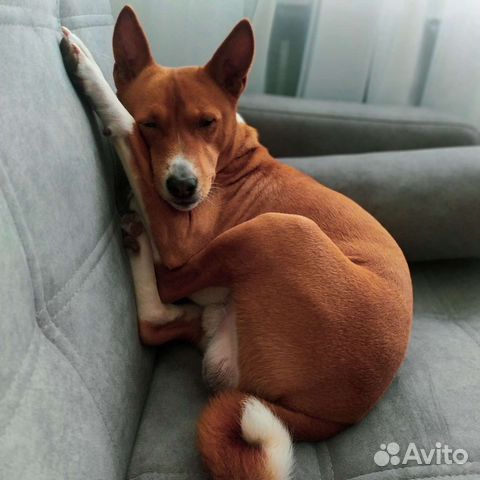 Басенджи вязка