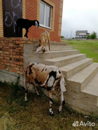 Козлы, козы