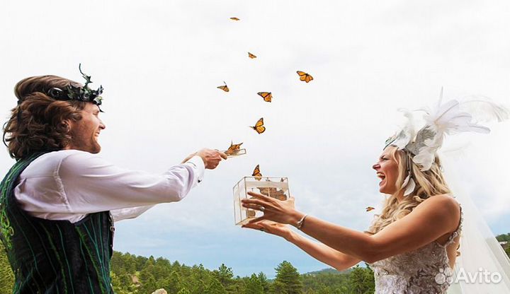 Франшиза Салюты из Живых Тропических Бабочек 2248