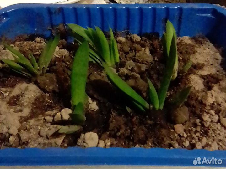 Гастерия. Комнатный цветок