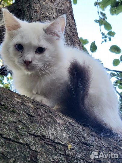 Сибирская котята