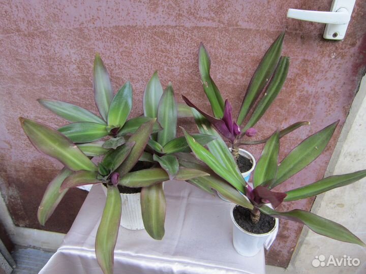 Алоэ,кактус,рэо,молочай,герань