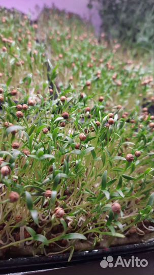 Микрозелень