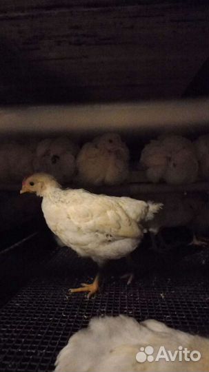 С/х птица оптом