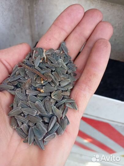 Подсолнечник