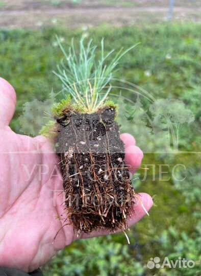 Сеянцы Лиственницы Сибирской с зкс