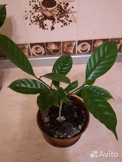 Табернемонтана махровая