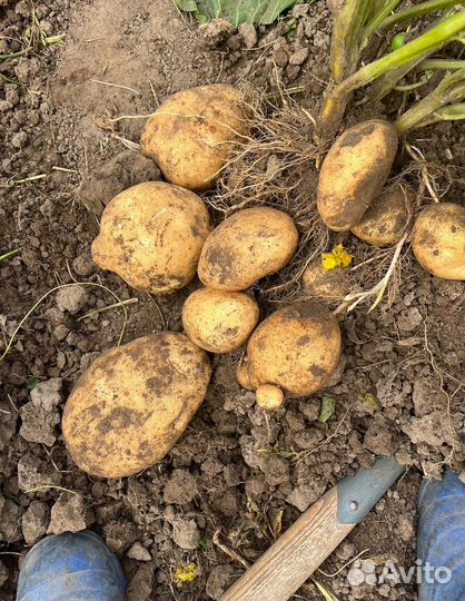 Семенной картофель Сынок