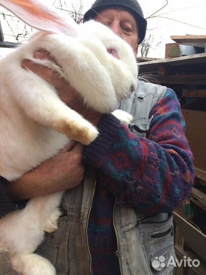 Кролики на племя. Самцы, Самки